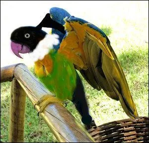 Quel Pokmon reconnat-on sur cette image ?