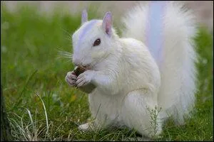 Quel Pokmon reconnat-on sur cette image ?