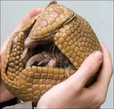 Quel Pokmon reconnat-on sur cette image ?