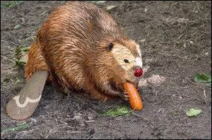 Quel Pokmon reconnat-on sur cette image ?