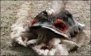 Quel Pokmon reconnat-on sur cette image ?