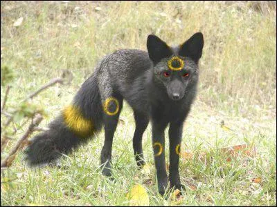 Quel Pokmon reconnat-on sur cette image ?