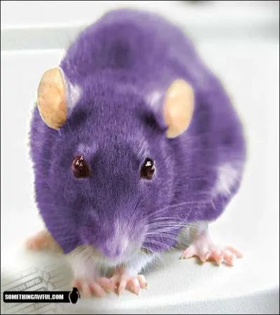 Quel Pokmon reconnat-on sur cette image ?