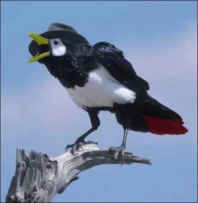 Quel Pokmon reconnat-on sur cette image ?