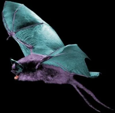 Quel Pokmon reconnat-on sur cette image ?