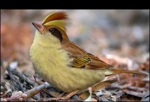 Quel Pokmon reconnat-on sur cette image ?