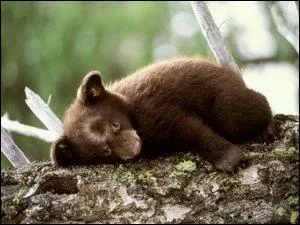 Quel Pokmon reconnat-on sur cette image ?