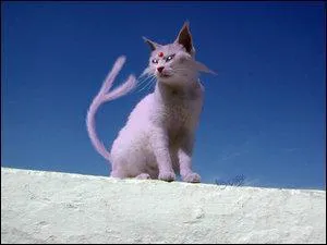 Quel Pokmon reconnat-on sur cette image ?