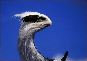 Quel Pokmon reconnat-on sur cette image ?