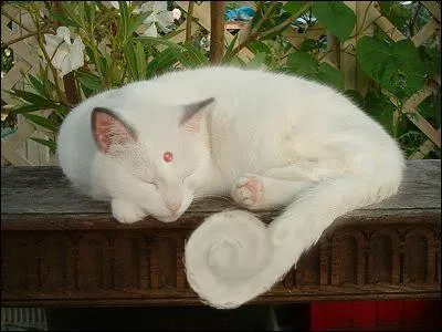 Quel Pokmon reconnat-on sur cette image ?