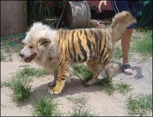 Quel Pokmon reconnat-on sur cette image ?