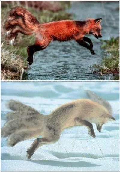 Quels Pokmon reconnat-on sur ces image ?