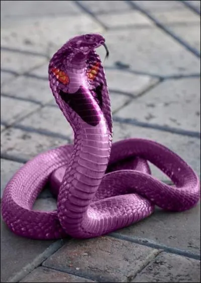 Quel Pokmon reconnat-on sur cette image ?