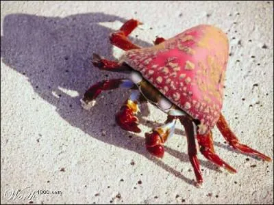 Quel Pokmon reconnat-on sur cette image ?