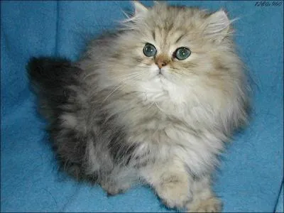 Quelle est la race de ce chat ?