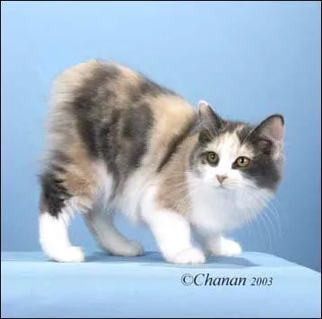 Quelle est la race de ce chat ?