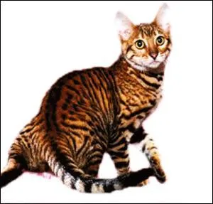 Quelle est la race de ce chat ?