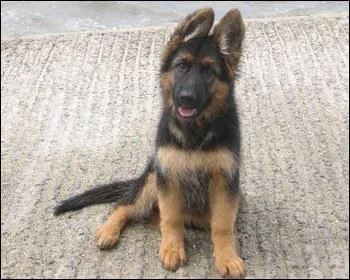 Quelle est la race de ce chien ?