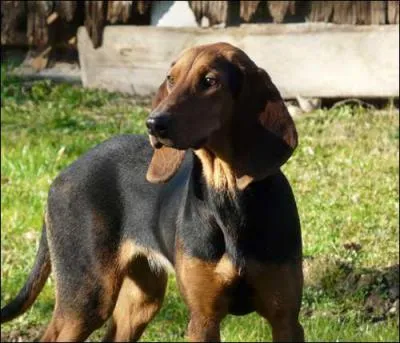 Quelle est la race de ce chien ?