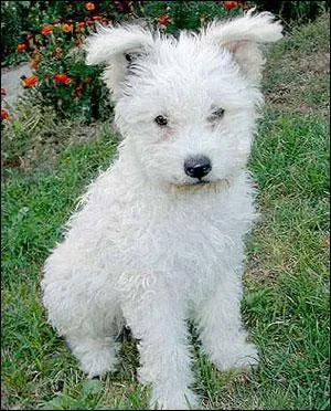 Quelle est la race de ce chien ?