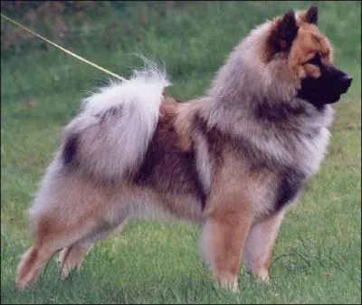 Quelle est la race de ce chien ?