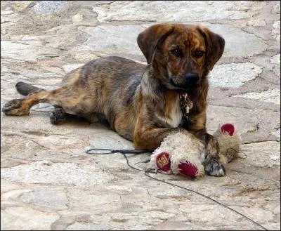 Quelle est la race de ce chien ?