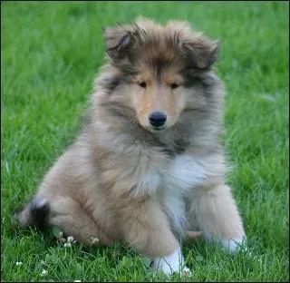 Quelle est la race de ce chien ?