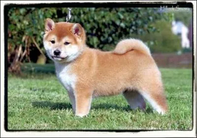 Quelle est la race de ce chien ?