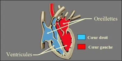 Combien y a-t-il de cavités dans le coeur ?