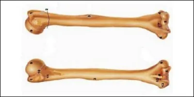 Dans quelle partie du corps se trouve l'humérus ?