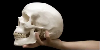 De combien d'os un crâne humain se compose-t-il ?