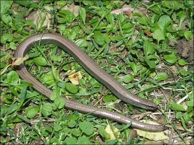 Quel est cet animal ?