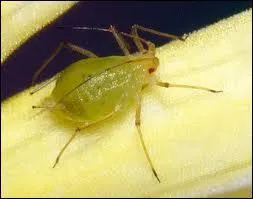 Ce minuscule insecte peut causer d'normes dgts dans les cultures, mais la nature a tout prvu, son ennemi est ...