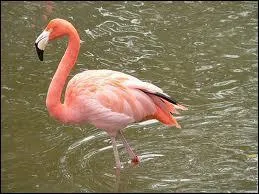 Le flamand n'est pas sa nourriture de base, mais dans certaines rgions d'Afrique, il a appris  l'attraper !