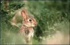 Mme dans son terrier, ce mignon lapin de garenne n'est pas  l'abri ...