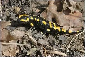 Quel est cet amphibien ?