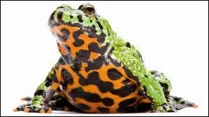 Quel est cet amphibien ?