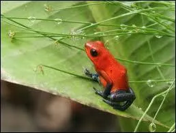 Quel est cet amphibien ?