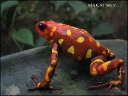 Quel est cet amphibien ?