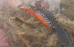 Quiz Amphibiens