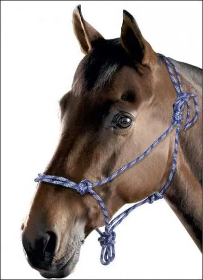 Comment se nomme cet objet ?