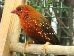 Quel est ce petit oiseau ?