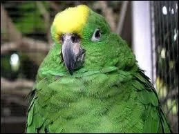 Quel est ce perroquet ?