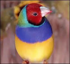 Quel est ce petit oiseau ?