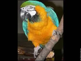 Quel est ce perroquet ?