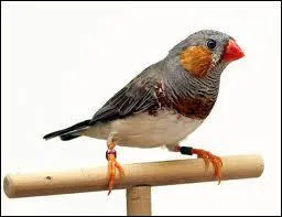 Quel est ce petit oiseau ?