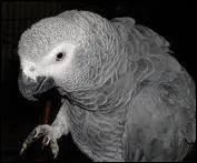 Quel est ce perroquet ?
