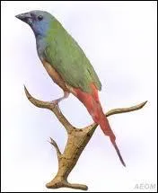 Quel est ce petit oiseau ?