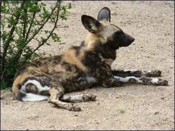 Quel est cet animal ?