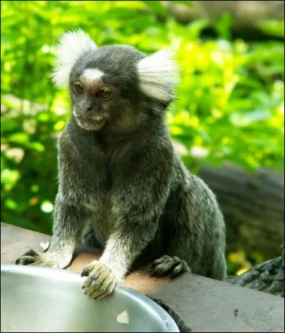 Quel est cet animal ?